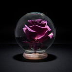 Fresh Bubble Rose // Purple