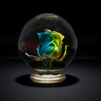 Fresh Bubble Rose // Rainbow