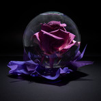 Fresh Bubble Rose // Purple