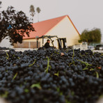 Reserve Syrah Vertical // Set of 3