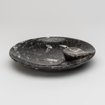 Round Ammonite and Goniatite Fossil Dish // Medium