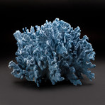 Blue Ridge Coral v.3