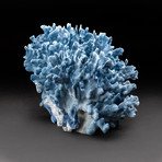 Blue Ridge Coral v.3