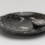 Round Ammonite and Goniatite Fossil Dish // Medium