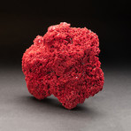 Natural Red Pipe Organ Coral v.1
