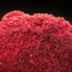 Natural Red Pipe Organ Coral v.2