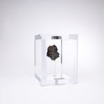 Space Box // Seymchan Meteorite from Magadanskaya Oblast, Russia // Small