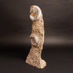 Ammonite Fossil Sculpture
