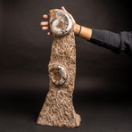 Ammonite Fossil Sculpture