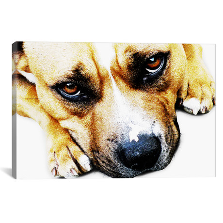 Bull Terrier Eyes // Michael Tompsett (18"W x 12"H x 0.75"D)