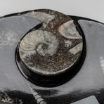Orthoceras Ammonite Dish