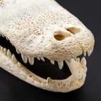 Florida Alligator Skull