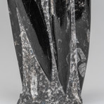 Orthoceras Fossil Statue