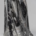 Large // Orthoceras Fossil Statue