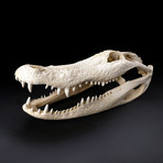 Florida Alligator Skull