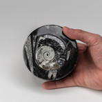Orthoceras Ammonite Fossil Container // Medium Round