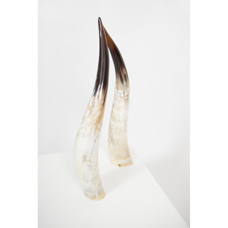 Light // Ankole Decorative Horn Set // Medium (Without Stand)