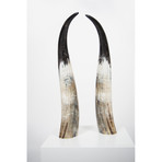 Light // Ankole Decorative Horn Set // Large (Without Stand)