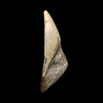 Megalodon Tooth // Ver. II