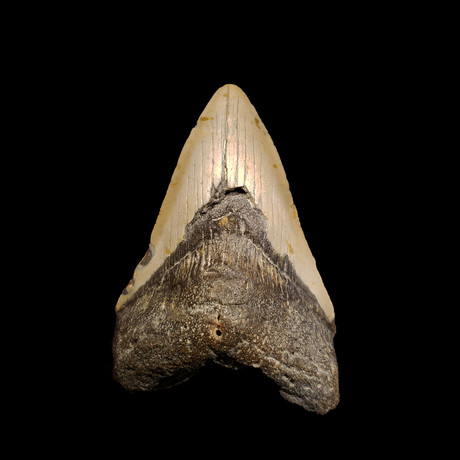 Megalodon Tooth // Ver. II
