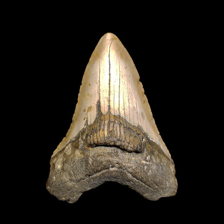 Megalodon Tooth // Ver. III