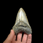 Megalodon Tooth // Ver. III