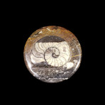 Ammonite and Belemnite Box // Round