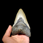 Megalodon Tooth // Ver. II