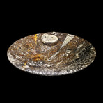 Ammonite and Belemnite Soap Dish // Ver.1