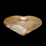 Ammonite and Belemnite Dish // Heart