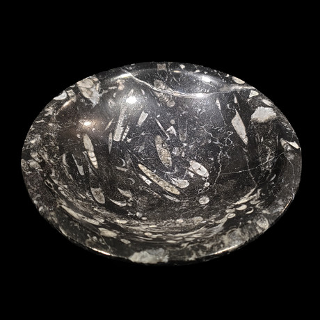 Ammonite and Belemnite Bowl // Ver. 2