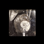 Ammonite and Belemnite Box // Square
