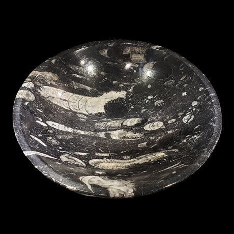 Ammonite and Belemnite Bowl // Ver. I