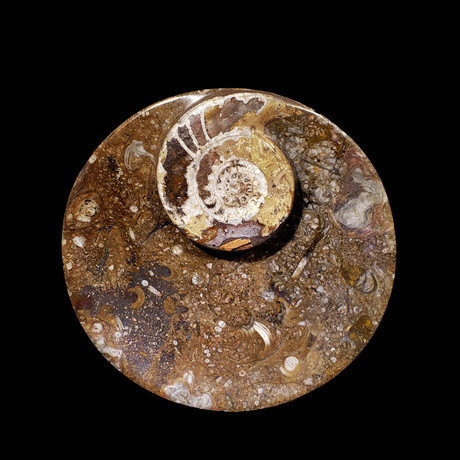 Ammonite and Belemnite Round Dish