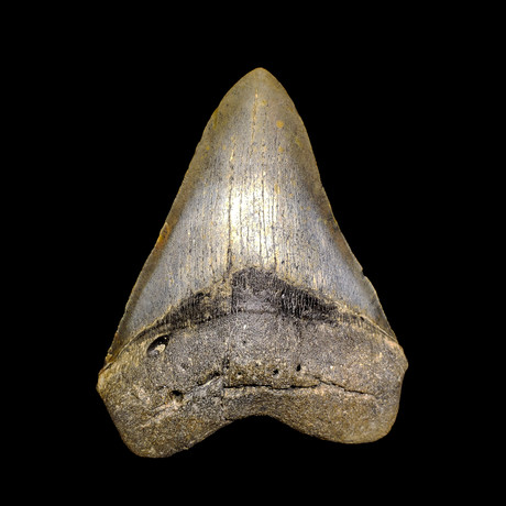 Megalodon Tooth // Ver. I