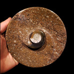 Ammonite and Belemnite Round Spiral Dish