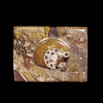 Ammonite and Belemnite Box // Rectangular