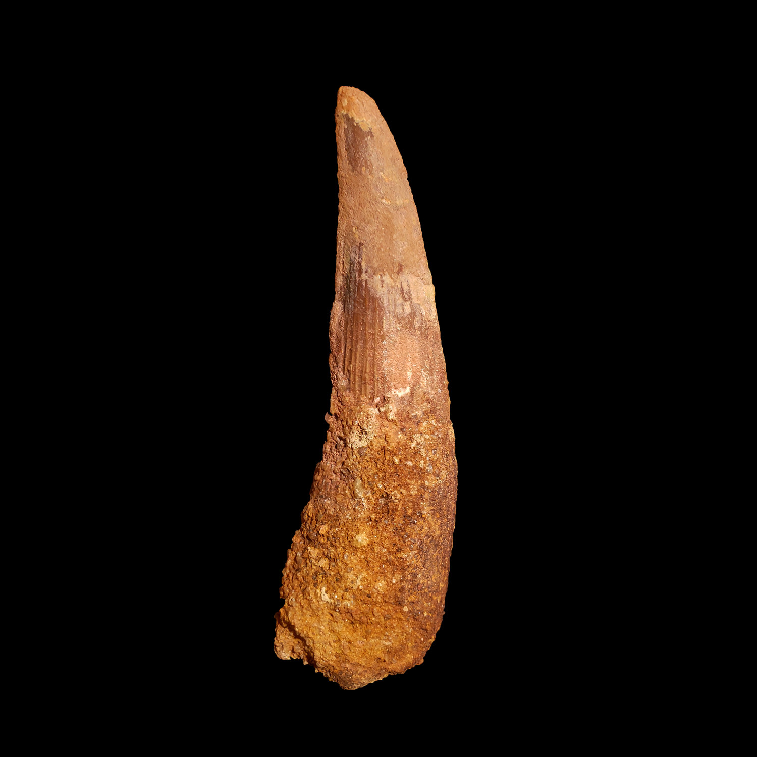 spinosaurus fossil tooth