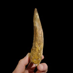 Spinosaurus Tooth Fossil // Ver. 4