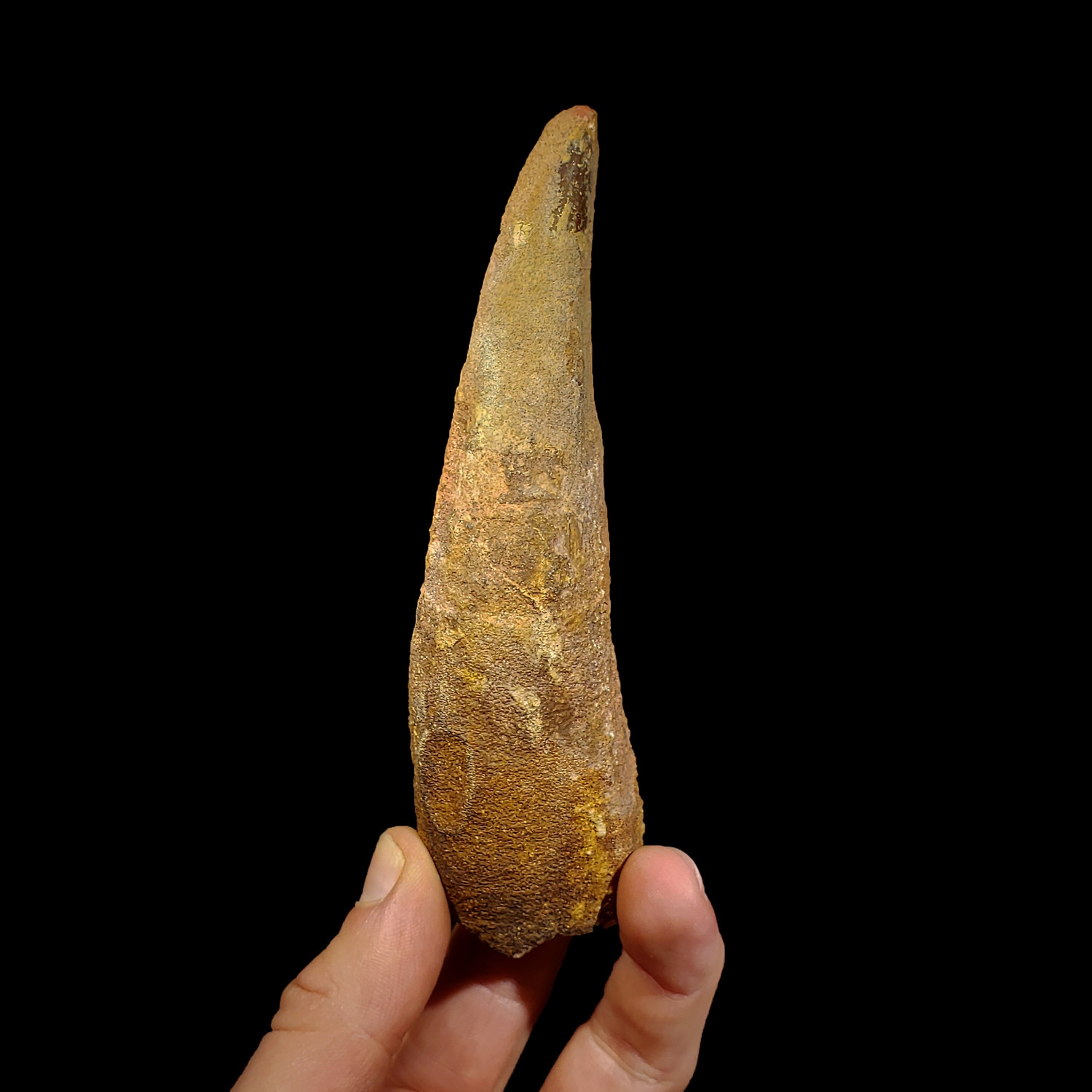 spinosaurus tooth fossil