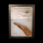 Spinosaurus Tooth Fossil // Ver. II