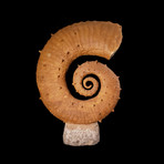 Heteromorph Ammonite // Unfurled