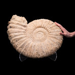 Heteromorph Ammonite // Ver. I
