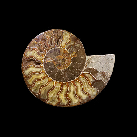 Ammonite // Medium // Ver. II