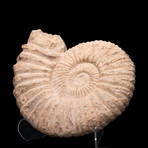 Heteromorph Ammonite // Ver. I