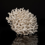 Natural Birds Nest Coral