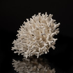 Natural Birds Nest Coral