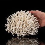 Natural Birds Nest Coral