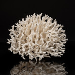 Natural Birds Nest Coral