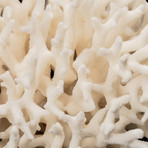 Natural Birds Nest Coral